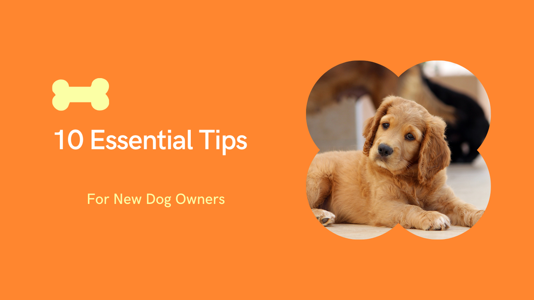 10 Essential Tips for New Dog Owners